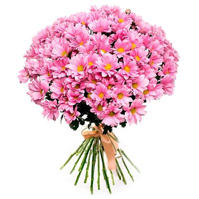 Ромашка розовая